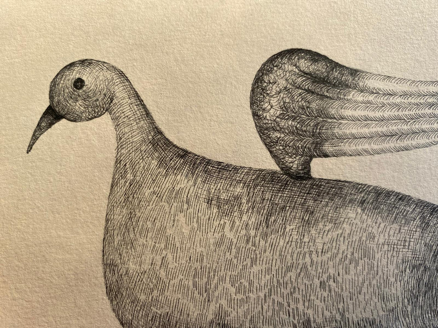 Bird of Fish